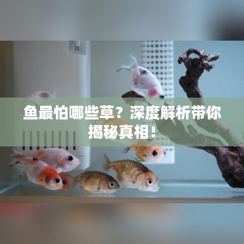 魚怕哪些草？深度解析水草與魚的互動(dòng)關(guān)系！