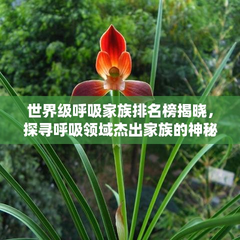 世界級呼吸家族排名榜揭曉，探尋呼吸領(lǐng)域杰出家族的神秘力量