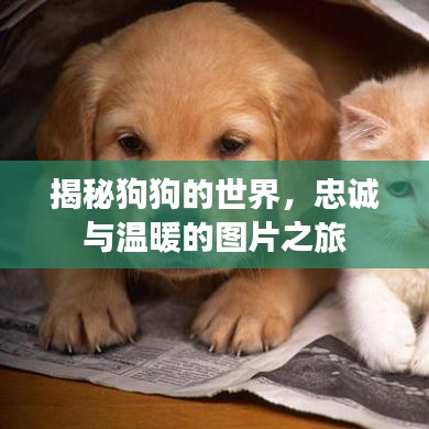 揭秘狗狗的世界，忠誠與溫暖的圖片之旅
