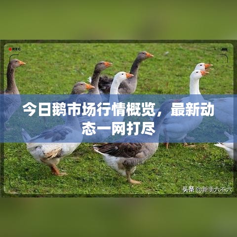 今日鵝市場行情概覽，最新動(dòng)態(tài)一網(wǎng)打盡