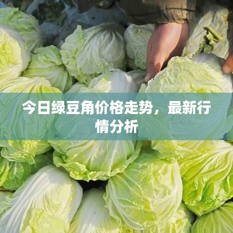 今日綠豆角價格走勢，最新行情分析