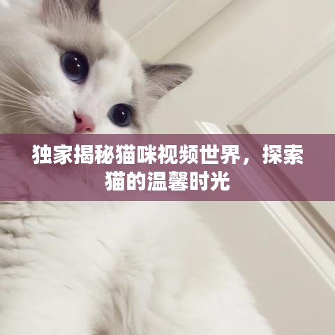 獨(dú)家揭秘貓咪視頻世界，探索貓的溫馨時(shí)光
