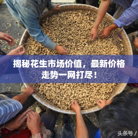 揭秘花生市場價值，最新價格走勢一網(wǎng)打盡！
