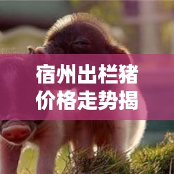 宿州出欄豬價格走勢揭秘，最新行情分析報告！