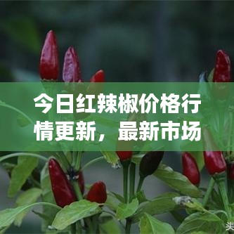 今日紅辣椒價格行情更新，最新市場走勢一網(wǎng)打盡！
