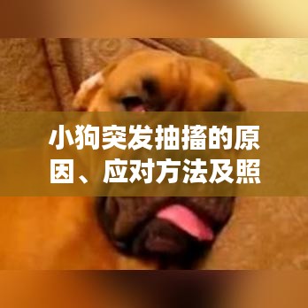 小狗突發(fā)抽搐的原因、應(yīng)對(duì)方法及照顧指南