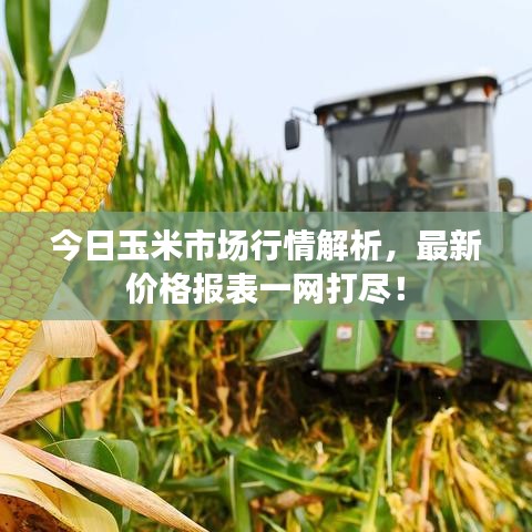 今日玉米市場行情解析，最新價格報表一網(wǎng)打盡！