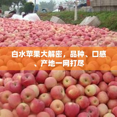 白水蘋果大解密，品種、口感、產(chǎn)地一網(wǎng)打盡