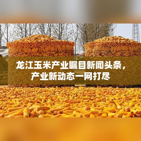 龍江玉米產(chǎn)業(yè)矚目新聞?lì)^條，產(chǎn)業(yè)新動(dòng)態(tài)一網(wǎng)打盡