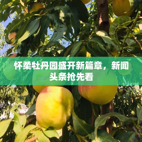懷柔牡丹園盛開新篇章，新聞?lì)^條搶先看