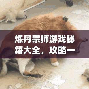 煉丹宗師游戲秘籍大全，攻略一網(wǎng)打盡！