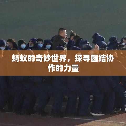 螞蟻的奇妙世界，探尋團結協(xié)作的力量
