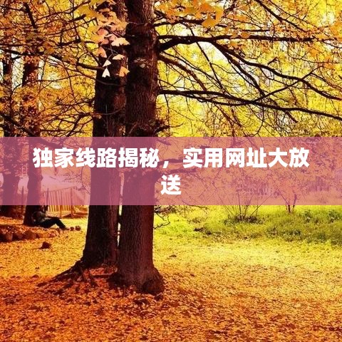 獨(dú)家線路揭秘，實(shí)用網(wǎng)址大放送