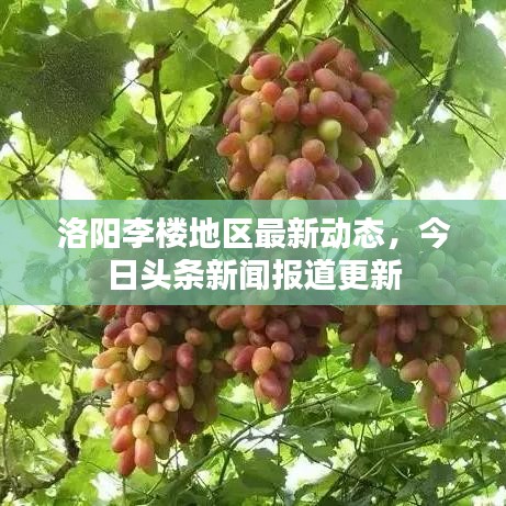 洛陽李樓地區(qū)最新動態(tài)，今日頭條新聞報道更新