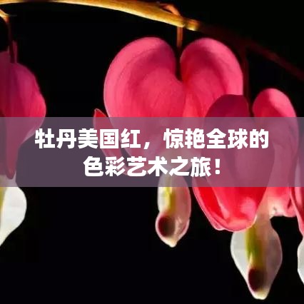 牡丹美國紅，驚艷全球的色彩藝術(shù)之旅！